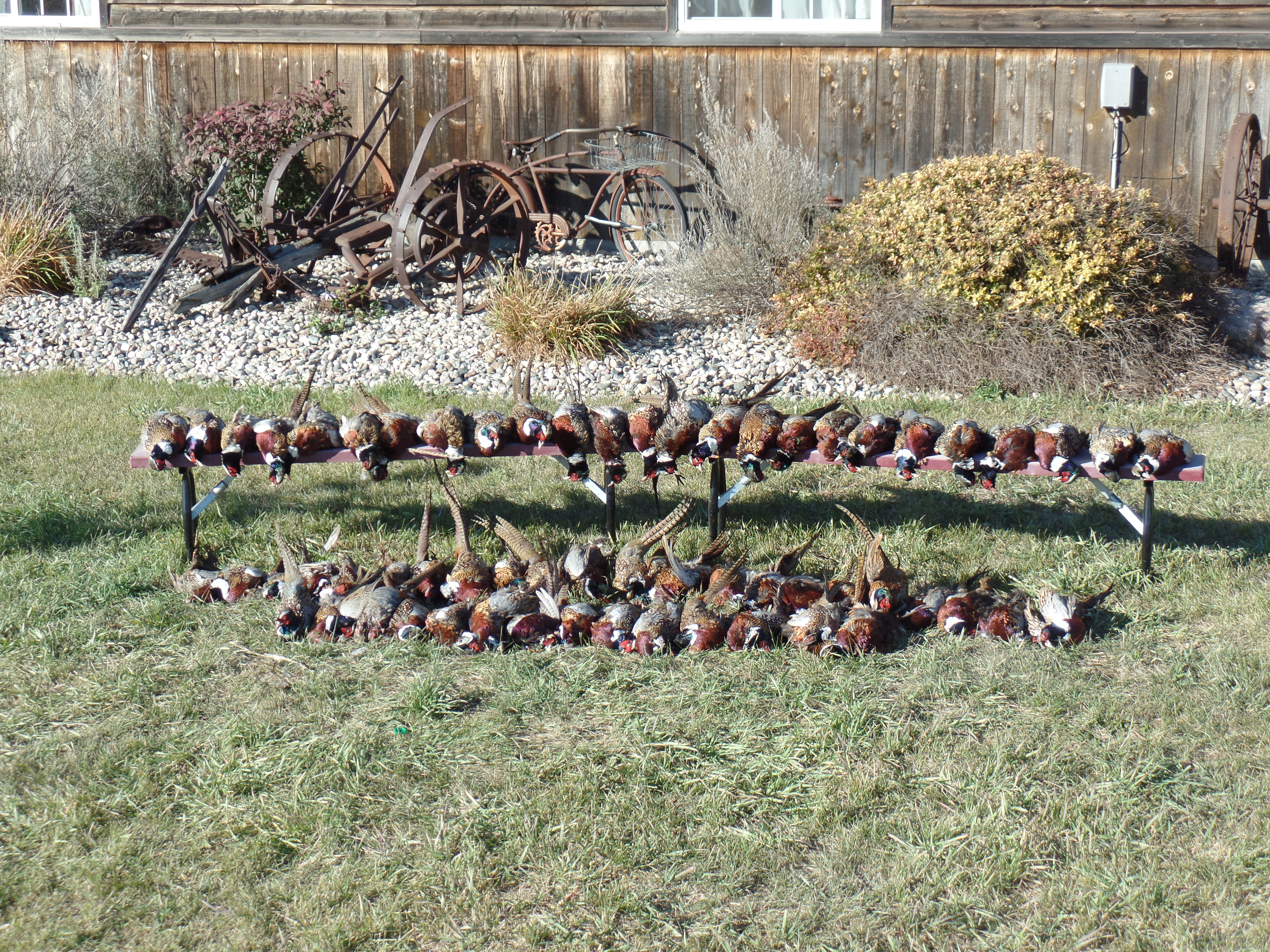 South Dakota pheasant hunting lodge — harvested pheasants after a successful hunt