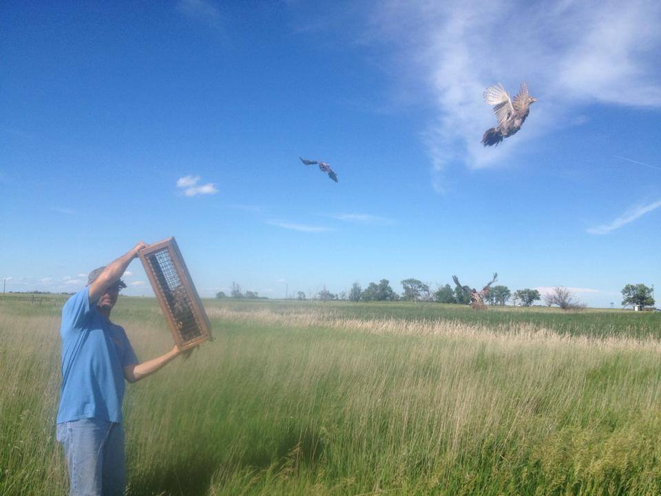 South Dakota pheasant hunting lodge — pheasant birds in the field