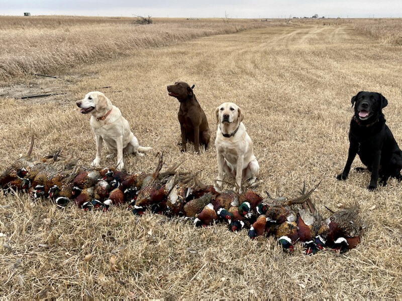 Dogs and pheasants after a successful hunt at Half Cocked Lodge