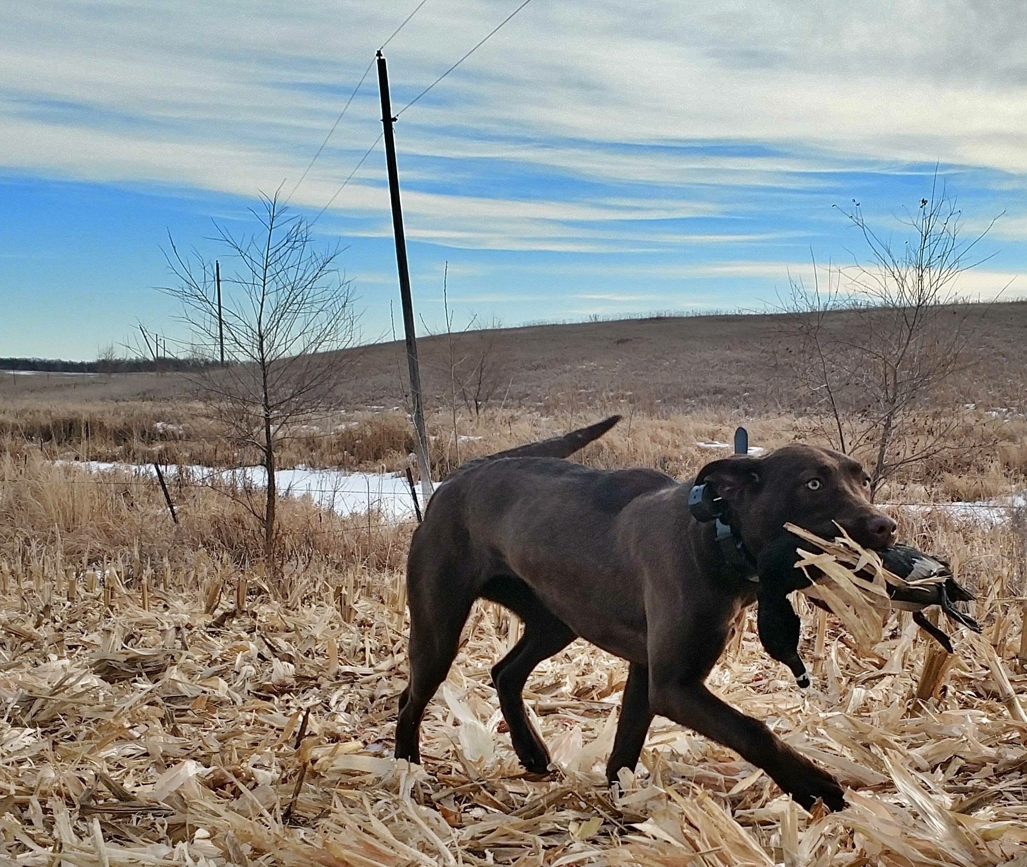 Hunting dog with pheasant at Half Cocked Lodge