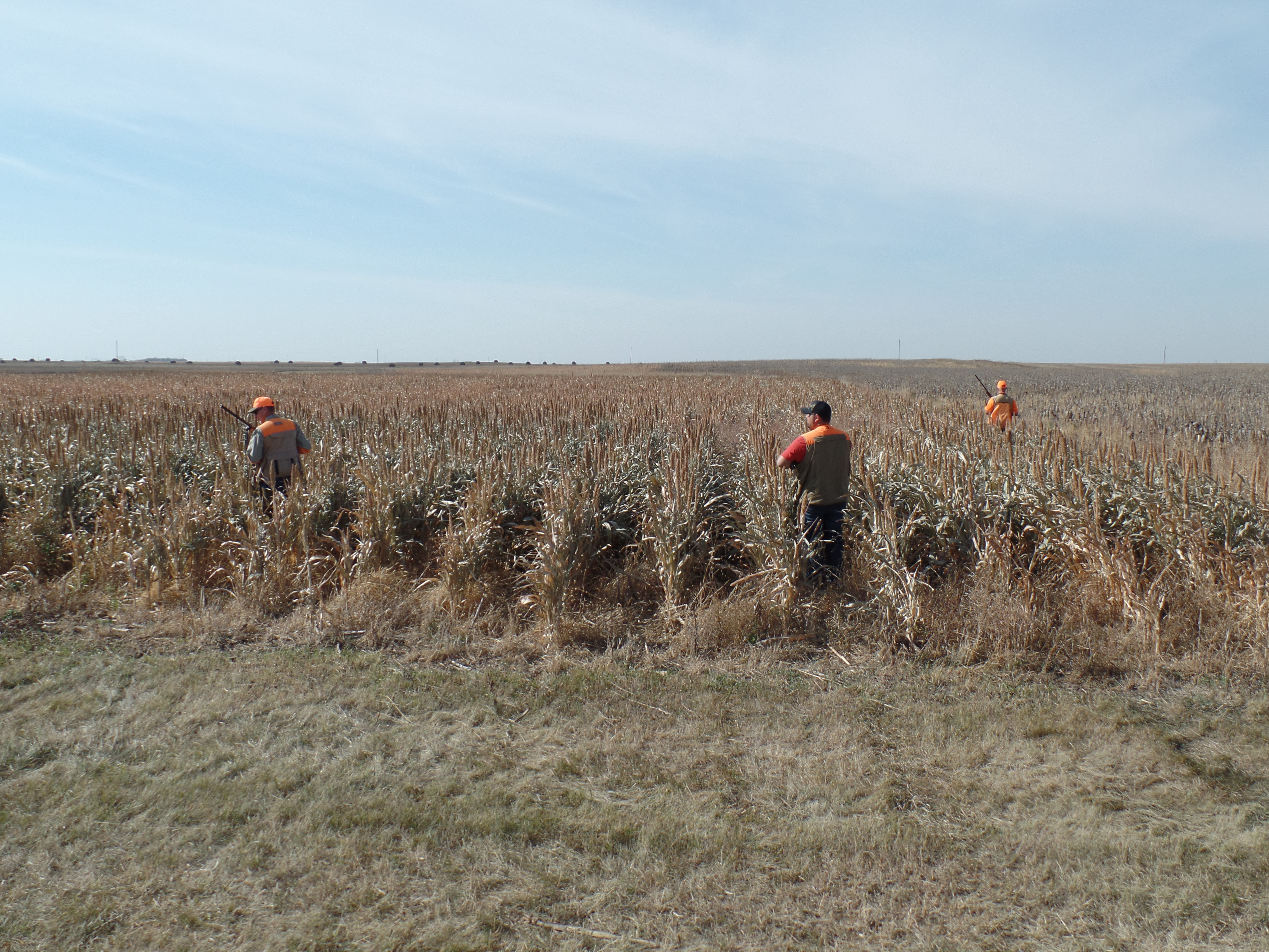 South Dakota pheasant hunting lodge — hunters in the field
