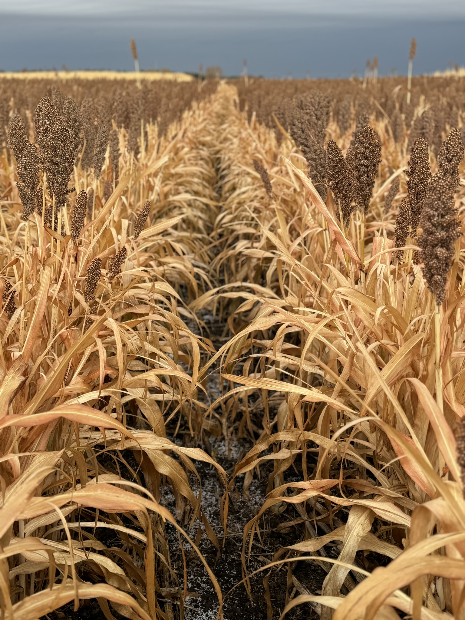 Field rows at Half Cocked Lodge — prime South Dakota pheasant habitat